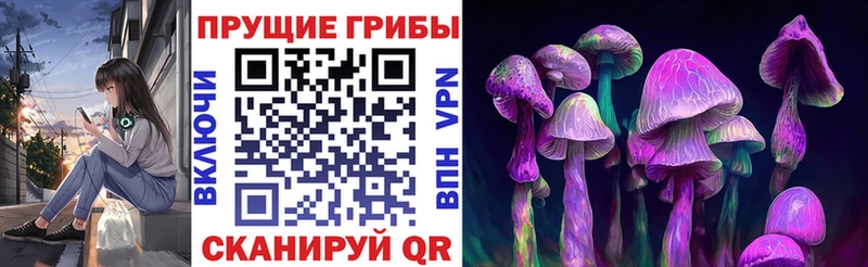 darknet наркотические препараты  где купить наркоту  Павловский Посад  Галлюциногенные грибы Psilocybine cubensis 